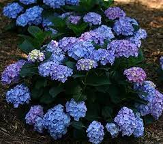 Hydrangea White Flower Farm Hydrangea Macrophylla Hydrangea Shrub Plants For Small Gardens