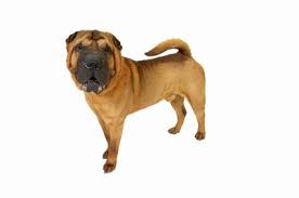 Aggression Issues In Shar Peis Pets