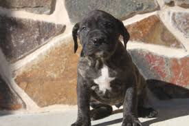 Presa canario puppies for sale in pa. Presa Canario Puppies For Sale