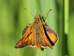 Image result for Ochlodes sylvanus