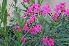 Pet poison helpline provides information on plants poisonous to cats and dogs. Dangerous Beauty Oleander Toxicosis In Dogs Horses And More