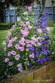 Friday S Florals Canterbury Bells Decocraftsdigicrafts