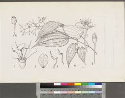 Image result for Dinophora spenneroides