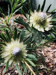 Image result for Protea micans