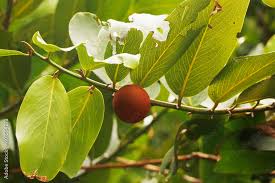 Image result for Ebenaceae