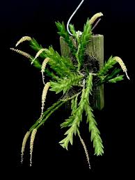 Image result for Oberonia