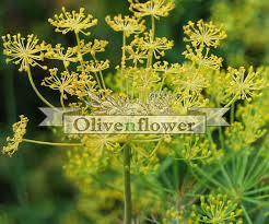 Image result for Anethum