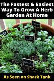 Best Way To Grow A Herb Garden In 2020 Herbs Container Gardening Vegetables Herb Garden