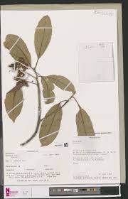 Image result for Pseudocalyx saccatus