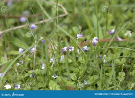 Image result for Torenia crustacea