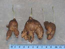 Image result for Cyphia