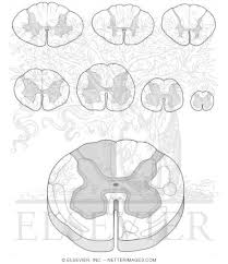 Scis are graded according to the american spinal injury association (asia) grading scale, which describes the severity of the injury. Spinal Cord Ii