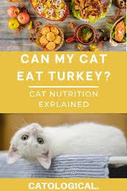 Can Cats Eat Turkey Cat Nutrition Cat Food Best Cat Food