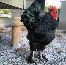 This chicken is pure bred and comes in four different colors, white, black, blue and splash. What Is The Largest Chicken Breed Here Are The Top 10 Biggest Breeds