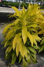 Image result for Dracaena fragrans