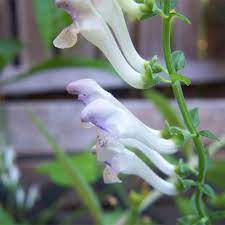 Scutellaria Alpina Flower Best Flower Wallpaper