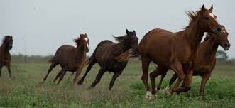 Explore horses for sale in the world's largest horse classifieds marketplace with over 50,000 horse listings. Quarter Horses King Ranch
