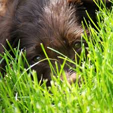 Neighbors Dog Cali Dog Training Pets Puppy Training