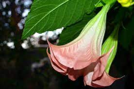 Angel S Trumpet Facts And Health Benefits