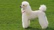 21 Types of Poodle Mixes: Which Poodle Cross Breed is ...