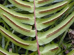 Image result for Blechnaceae