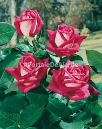 Come creare belle fioriere per balconi e terrazzi. Rosai A Grandi Fiori Principali Varieta Di Rose