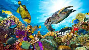 The united nations educational, scientific and cultural organization says the world's biggest coral reef system should be placed on the list at the. Studie Great Barrier Reef Verlor Binnen 25 Jahren Die Halfte Seiner Korallen Nurnberger Blatt