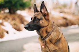 If you're reading this, the question on your lips is how to find a reputable german shepherd breeder. German Shepherd Breeders In Florida Breeder Review