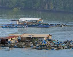 If you think about it, all of the harm. More Income For Brackish Water Farming In Malaysia Study Hatchery International
