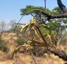 Image result for Lannea discolor