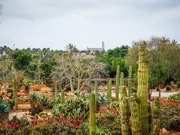 Ein wundervoller, einzigartiger, botanischer garten mit einer pracht von flora und fauna, wie man sie selten auf mallorca sieht. Botanicactus Der Stachligste Ort Mallorcas We Love Mallorca