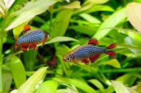 Bahkan di indonesia sendiri, ada sekitar 363 jenis ikan hias yang kini telah diekspor ke berbagai negara di sedangkan untuk bagian siripnya biasanya lebih transparan, dan ukuran tubuhnya kecil sekali. 7 Ikan Hias Yang Cocok Dipelihara Di Akuarium Kecil 50x25x30 Cm Gerava Ikan Hias Burung Kicau Kucing Anjing