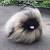 Long Hair Long Haired Pug