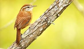 Carolina wren on perch in natural setting. Carolina Wren Wikipedia