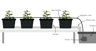 How To Build A Simple Hydroponic Dutch Bucket System Upstart University