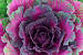 Ornamental Purple Cabbage
