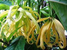 Ylang Ylang Flowers 3 The Science Of Acne Naturopathic Medicine Anggrek Bunga