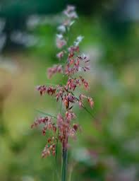 Image result for Melinis longiseta