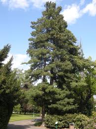 Image result for Pinus
