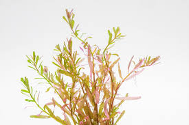 Image result for Rotala tenella