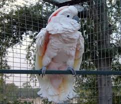 Moluccan Cockatoo Facts Pet Care Behavior Price Pictures