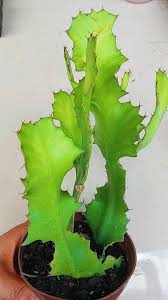 Image result for Euphorbia bougheyi