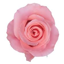 Image result for Rosa