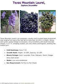 Texas Mountain Laurel This One Of A Kind Texas Native Tree Is A Beautiful Evergreen Tree To 2 Texas Mountain Laurel Mountain Laurel Landscaping With Rocks