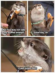 We did not find results for: I Said Good Day Sir Otter Meme In Otter News