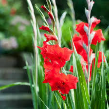 Image result for Gladiolus melleri