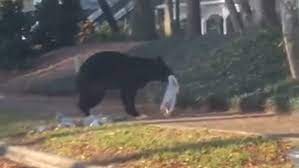 Tripod the three-legged bear in Florida - WFTV