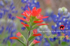 Good Morning Beautiful Flowers Hd Images Download For Whatsapp And Facebook Good Morning Beautiful Flowers Good Morning Flowers Good Morning Beautiful