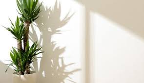 Plante sans lumi?re salle de bain. Entretien Des Plantes Pendant Les Vacances Arrosage Et Autres Astuces Cote Maison