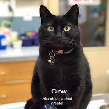 See reviews, photos, directions, phone numbers and more for the best veterinary clinics & hospitals in south westside, olympia, wa. West Olympia Pet Hospital Home Facebook
